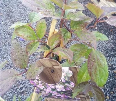 Clematis montana 'Mayleen' Clematis montana 'Mayleen'