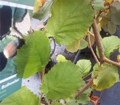 Corylus av.'Wunder aus Bollweiler' CAC