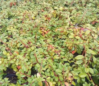 Cotoneaster dammeri radicans Cotoneaster dammeri radicans