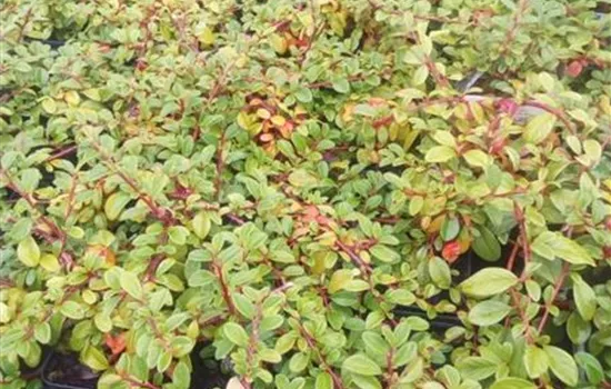 Cotoneaster micro.'Streibs Findling', Zwergmispel - GartenBaumschule Fuhs