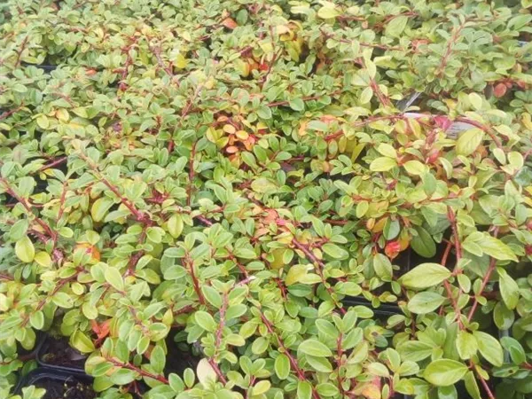 Cotoneaster dammeri radicans