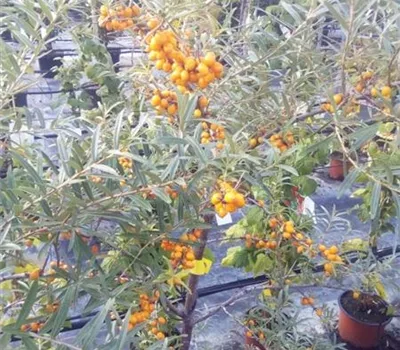 Hippophae rhamnoides 'Friesdorfer Orange' Hippophae rhamnoides 'Friesdorfer Orange'