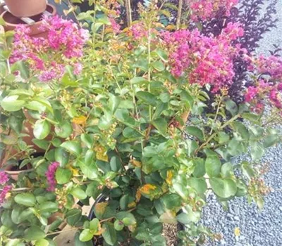 Lagerstroemia in. 'Rhapsody Pink' Lagerstroemia in. 'Rhapsody Pink'