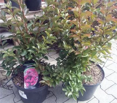 Lagerstroemia indica 'Tuskegee' Lagerstroemia indica 'Tuskegee'