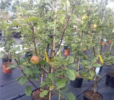 Malus 'Cox Orange Queen' CAC Malus 'Cox Orange Queen' CAC