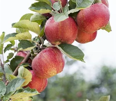 Malus 'Boskoop' CAC Malus 'Boskoop' CAC
