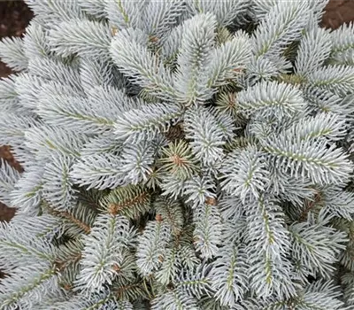 Picea pungens 'Glauca Globosa' Picea pungens 'Glauca Globosa'