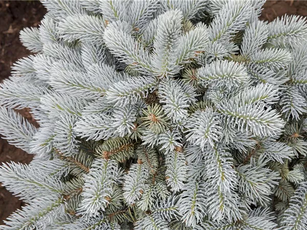 Picea pungens 'Glauca Globosa'