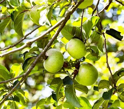 Malus 'Celler Dickstiel' CAC Malus 'Celler Dickstiel' CAC