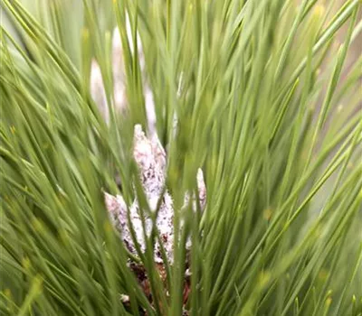 Pinus nigra 'Green Tower'