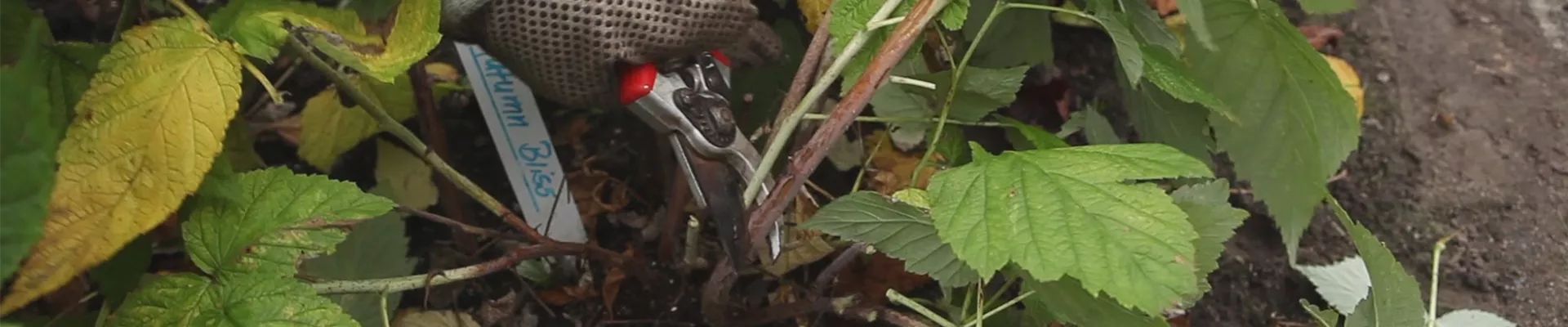 Himbeeren - Zurückschneiden im Herbst (thumbnail) Himbeeren - Zurückschneiden im Herbst (thumbnail)