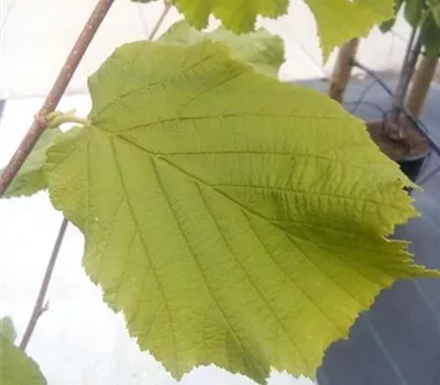 Corylus av.'Webbs Preisnuss' CAC Corylus av.'Webbs Preisnuss' CAC