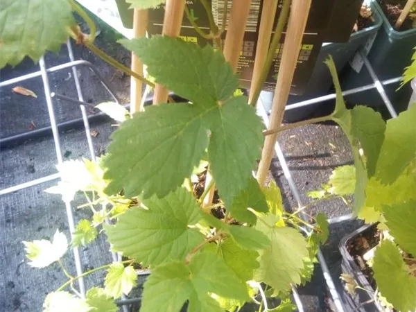 Humulus lupulus 'Nordbrau'