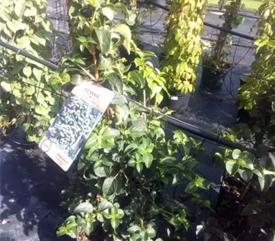 Hydrangea anomale 'Petiolaris'