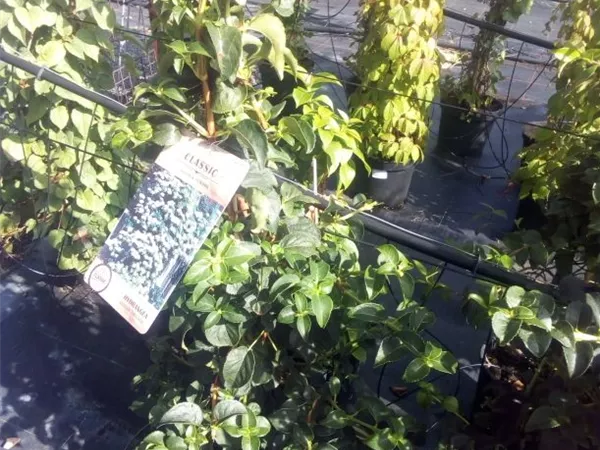 Hydrangea anomale 'Petiolaris'