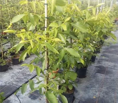Juglans regia 'Weinsberg 1' CAC Juglans regia 'Weinsberg 1' CAC