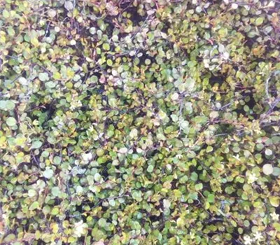 Muehlenbeckia axillaris Muehlenbeckia axillaris