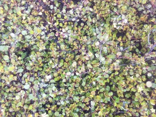 Muehlenbeckia axillaris Muehlenbeckia axillaris