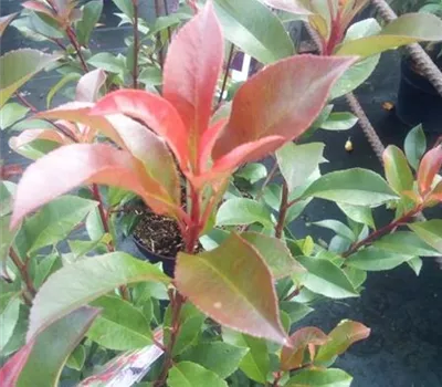 Photinia fraseri 'Carre' Rouge"