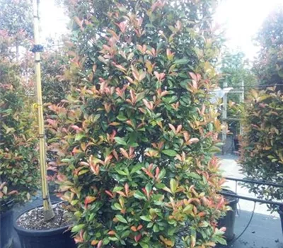 Photinia fraseri 'Red Robin Compacta' Photinia fraseri 'Red Robin Compacta'