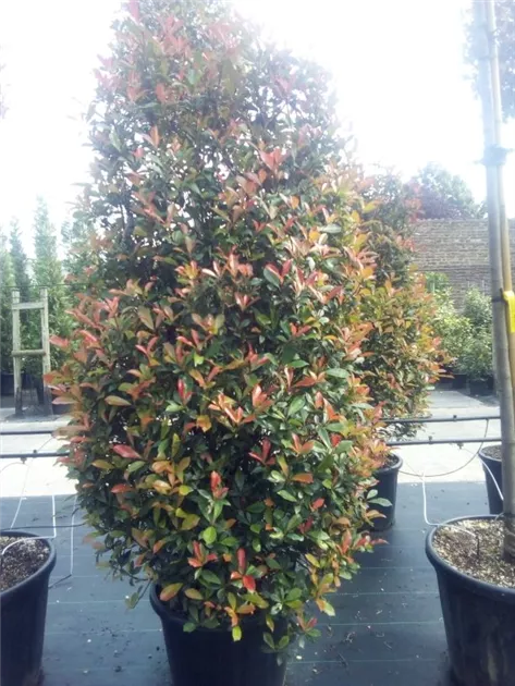 Photinia fraseri 'Red Robin Compacta', Rotes Glanzblatt 'Red Robin Compacta'  - GartenBaumschule Fuhs