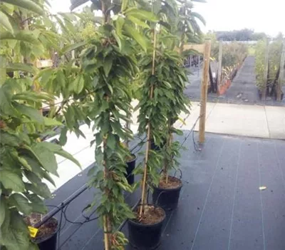 Prunus av.'Celeste' -S- CAC Prunus av.'Celeste' -S- CAC