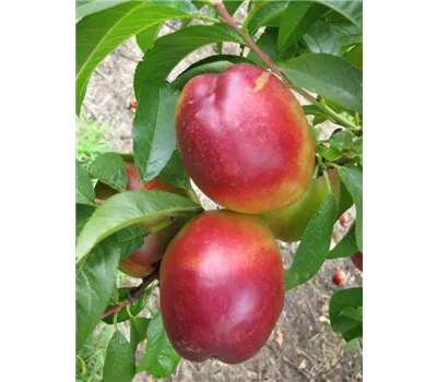 Prunus nuc.'Alice Col' -S- CAC Prunus nuc.'Alice Col' -S- CAC