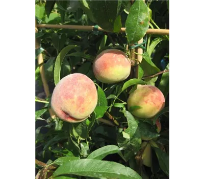 Prunus persica 'Fruteria' -R- CAC Prunus persica 'Fruteria' -R- CAC