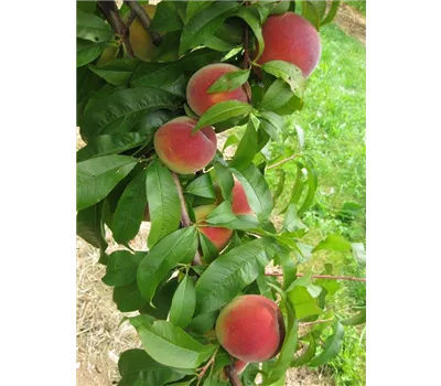 Prunus persica 'Rekord von Alfter' CAC Prunus persica 'Rekord von Alfter' CAC