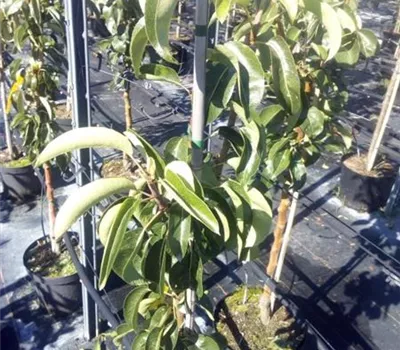 Pyrus com.'Harrow Delight' CAC Pyrus com.'Harrow Delight' CAC