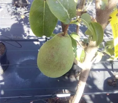 Pyrus com.'Köstliche von Charneu' CAC Pyrus com.'Köstliche von Charneu' CAC