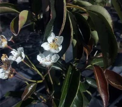 Pyrus com.'Rote Williams Christ' CAC Pyrus com.'Rote Williams Christ' CAC