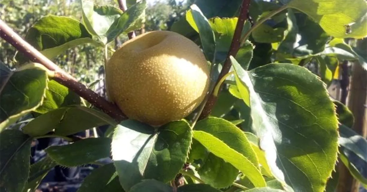 Pyrus pyrifolia 'Nijisseiki' CAC, Birne Nashi 'Nijiseiki' -  GartenBaumschule Fuhs