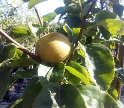 Pyrus pyrifolia 'Nijisseiki' CAC Pyrus pyrifolia 'Nijisseiki' CAC