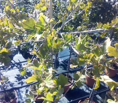 Ribes uva-crispa 'Mucurines' CAC II Ribes uva-crispa 'Mucurines' CAC II