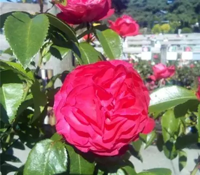 Rosa 'Cherry Lady' -R- TH IV