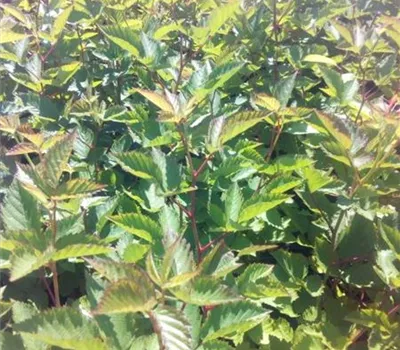 Rubus frut.'Navaho' -R- CAC