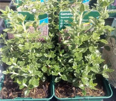 Teucrium x lucidrys, veg.