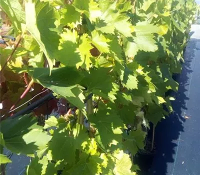 Vitis 'Arkadia'