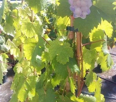 Vitis 'Frumuosa Alba'
