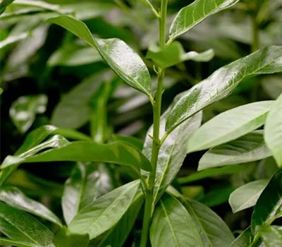 Prunus lauroc.'Genolia' -R- Prunus lauroc.'Genolia' -R-