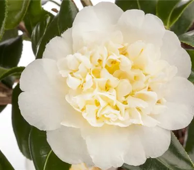 Camellia japonica 'Brusfield Yellow' Camellia japonica 'Brusfield Yellow'