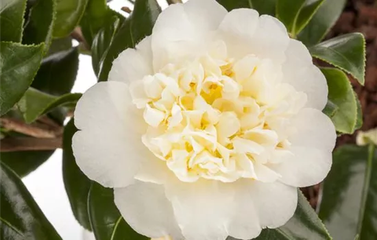 Camellia japonica 'Brusfield Yellow' Camellia japonica 'Brusfield Yellow'
