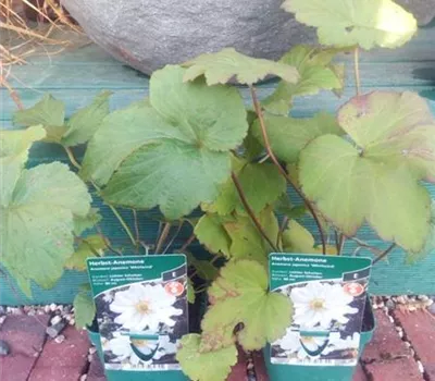 Anemone japonica 'Whirlwind' Anemone japonica 'Whirlwind'