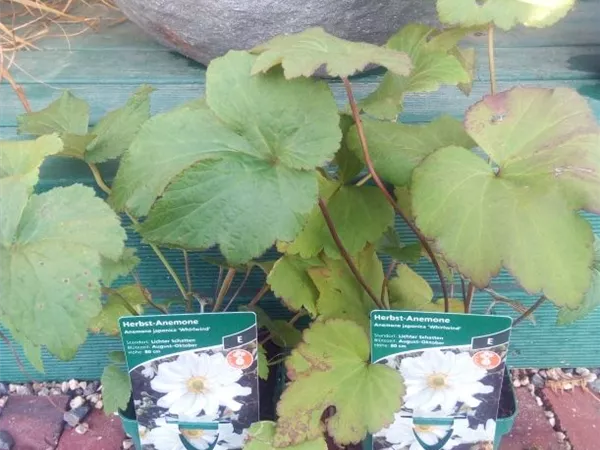 Anemone japonica 'Whirlwind' Anemone japonica 'Whirlwind'