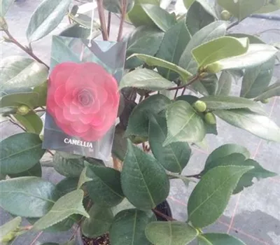 Camellia japonica 'Nuccio's Red Camellia japonica 'Nuccio's Red