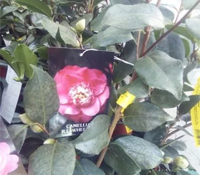 Camellia japonica 'R.L. Wheeler' Camellia japonica 'R.L. Wheeler'