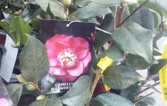 Camellia japonica 'R.L. Wheeler' Camellia japonica 'R.L. Wheeler'
