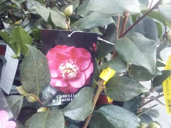 Camellia japonica 'R.L. Wheeler'