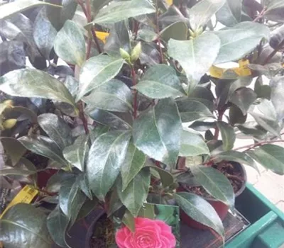 Camellia japonica 'Tramonto' Camellia japonica 'Tramonto'